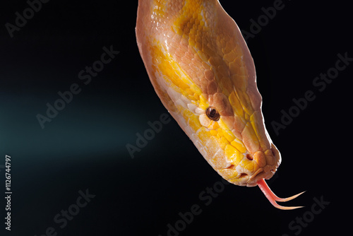 Close-up of a yellow python against a black background showing its brightly colored scales, Tree Snake