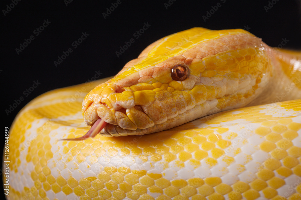 Fototapeta premium Close-up of a yellow python against a black background showing its brightly colored scales, Tree Snake