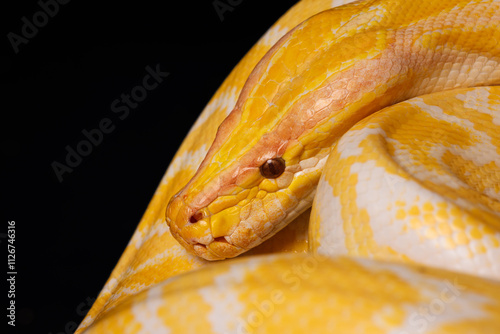 Close-up of a yellow python against a black background showing its brightly colored scales, Tree Snake