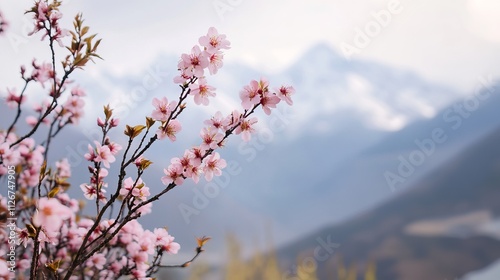 Delicate Cherry Blossoms in Bloom Against Snowy Mountain Backdrop