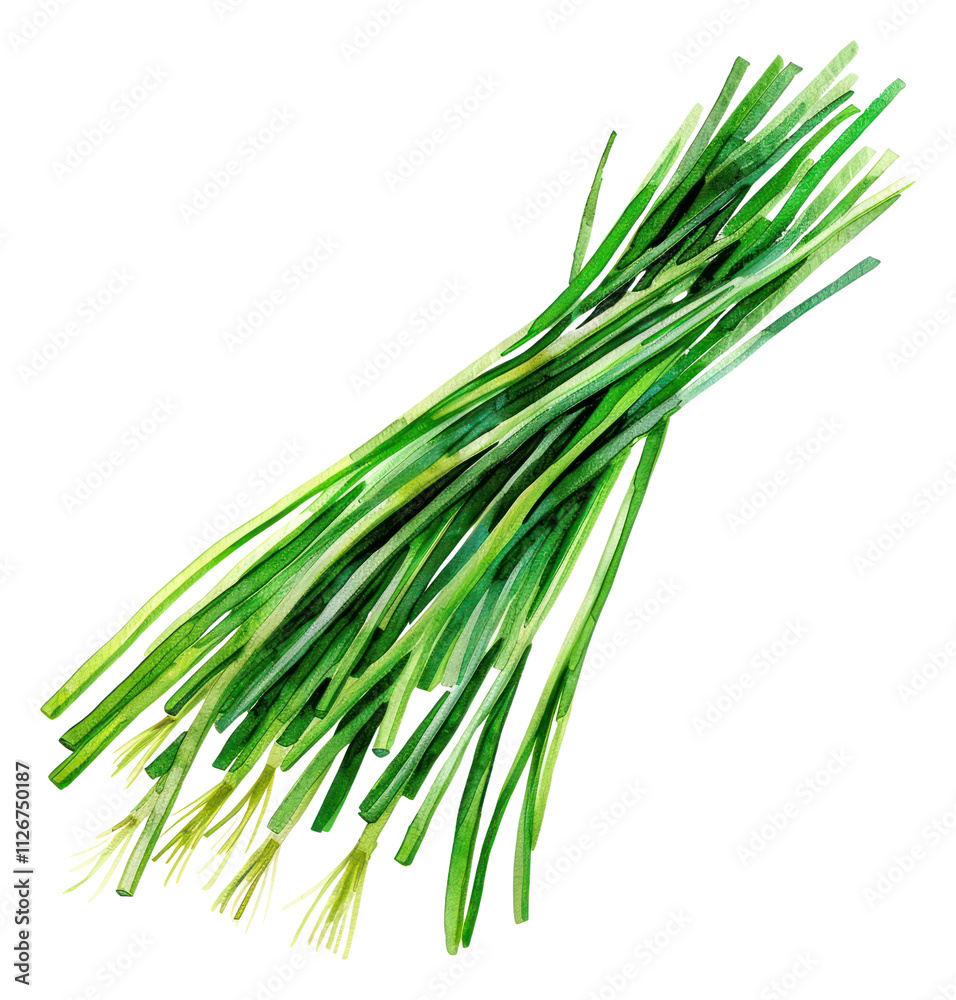 PNG An isolated fresh chives illustration watercolor food. PNG An isolated fresh chives illustration watercolor food.