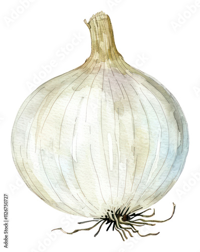 Wallpaper Mural PNG An isolated fresh white onion food illustration watercolor. Torontodigital.ca