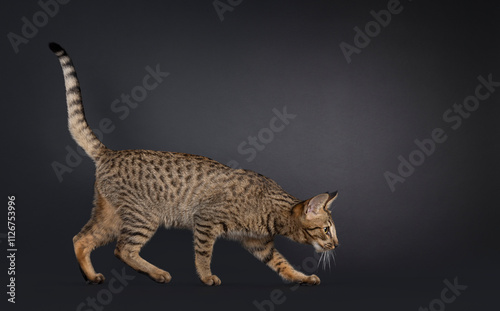 Fantastic young Savannah cat, walking side ways. Looking straight ahead away from camera. Tail up, head down hunting. Isolated on a black background. photo