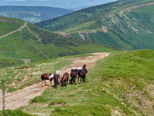 Wild horses graze in mountain pasture. Ukraine, Transcarpathian region, Carpathians
 photo