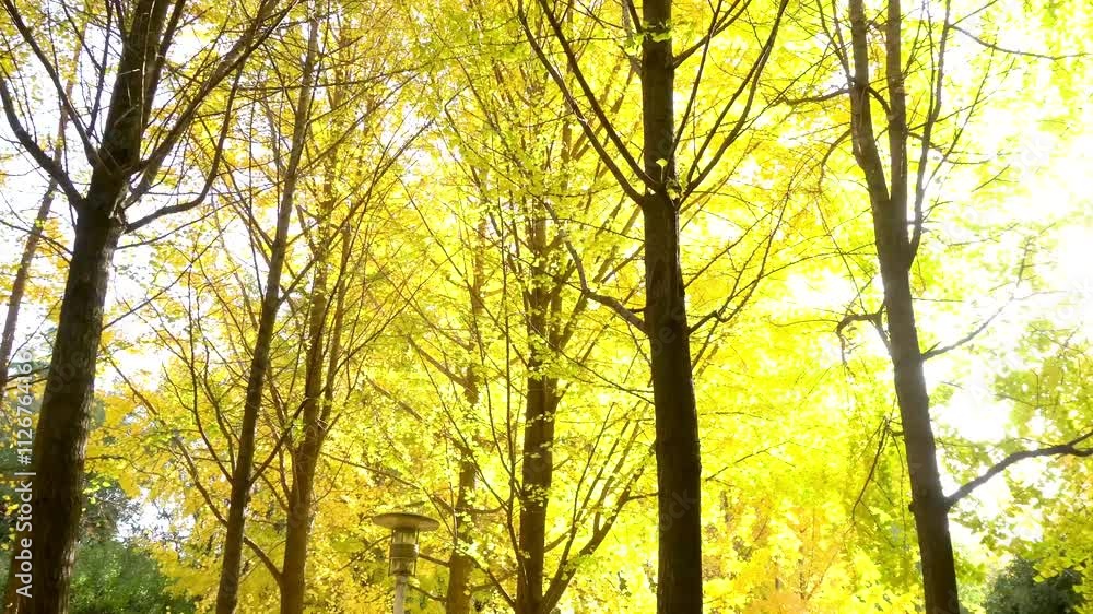 Golden ginkgo trees in the park in autumn