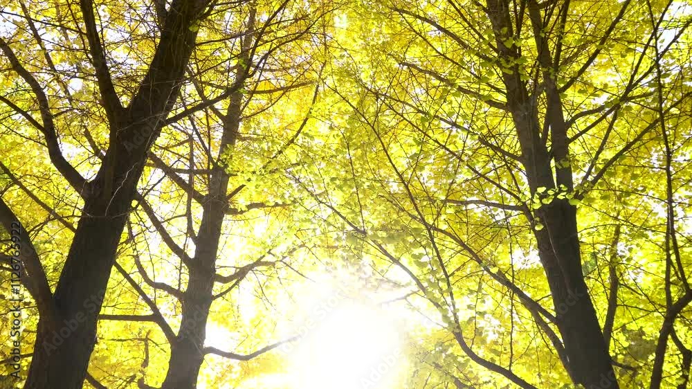 Golden ginkgo trees in the park in autumn Golden ginkgo trees in the park in autumn