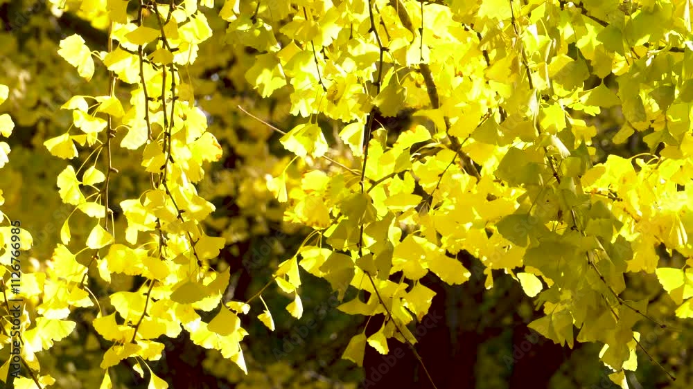 Golden ginkgo trees in the park in autumn Golden ginkgo trees in the park in autumn