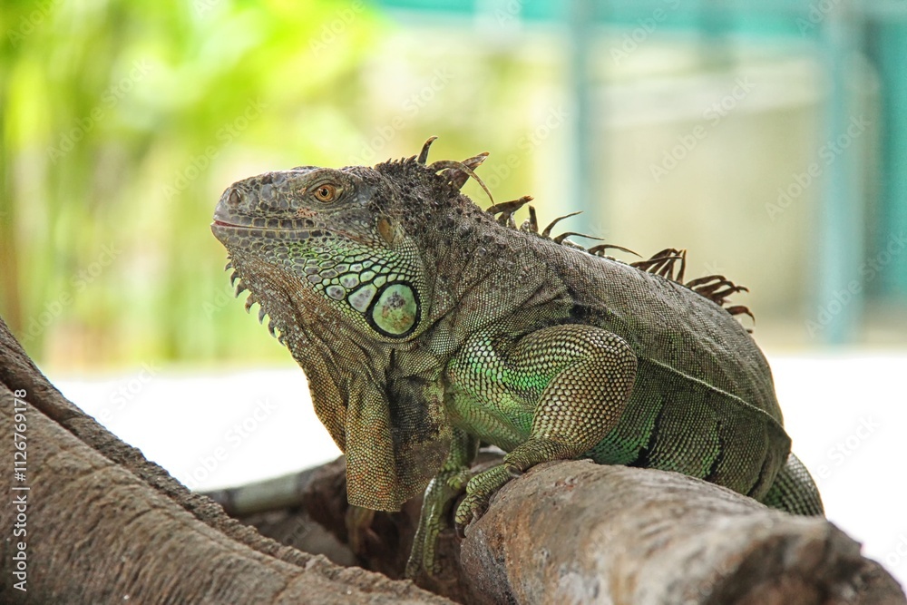 Green Iguana reptiles. Perfect portrait of a green iguana reptiles and close up on selective focus. Green Iguana reptiles. Perfect portrait of a green iguana reptiles and close up on selective focus.