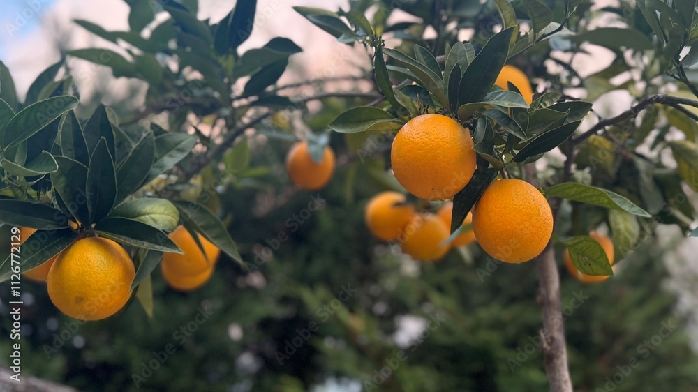 Ripe Oranges Growing on the Tree, Ready for Harvest in the Orchard. Ripe Oranges Growing on the Tree, Ready for Harvest in the Orchard.