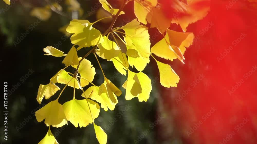 Golden ginkgo leaf close-up