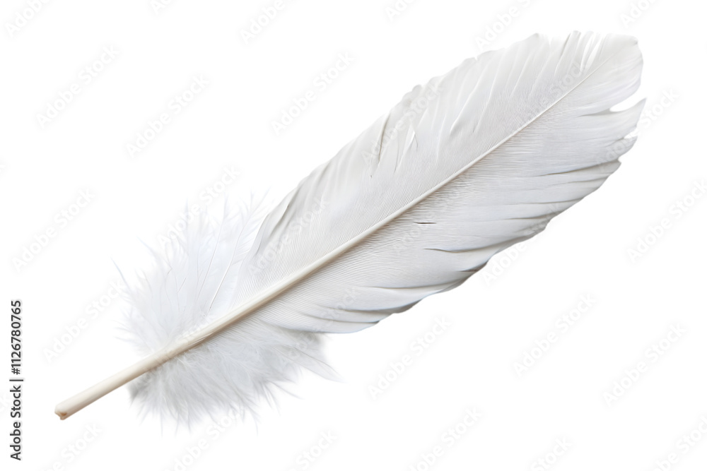 White Feather Closeup Isolated on White Background
White Feather Closeup Isolated on White Background