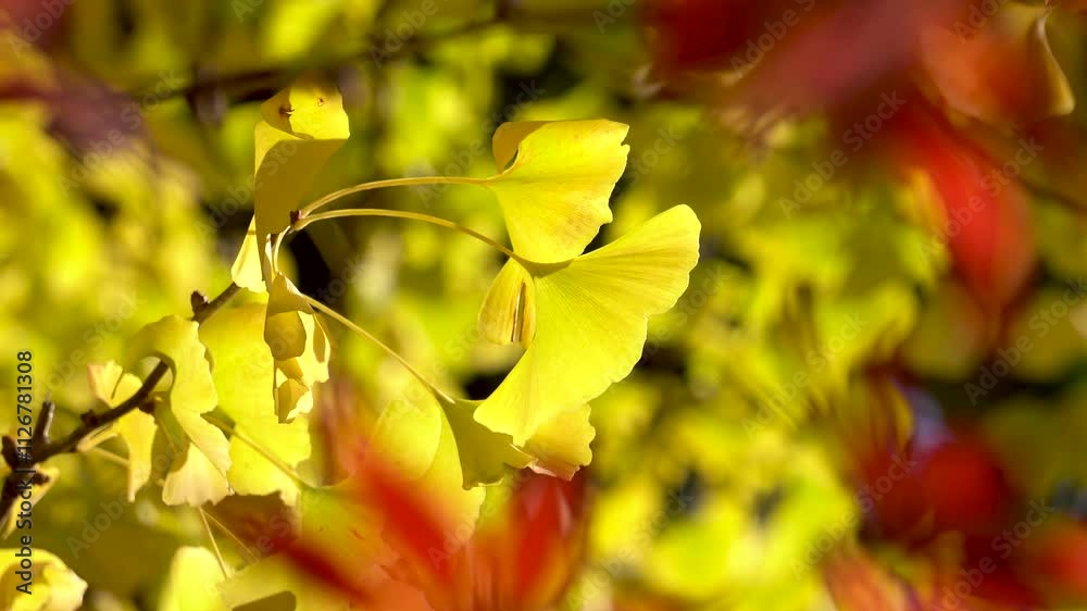Golden ginkgo leaf close-up Golden ginkgo leaf close-up