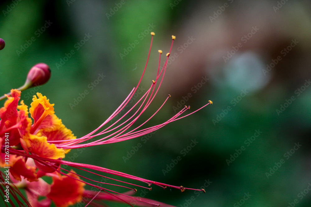 Close-up view of blooming Caesalpinia (Red Flower) flower with blurred background Close-up view of blooming Caesalpinia (Red Flower) flower with blurred background