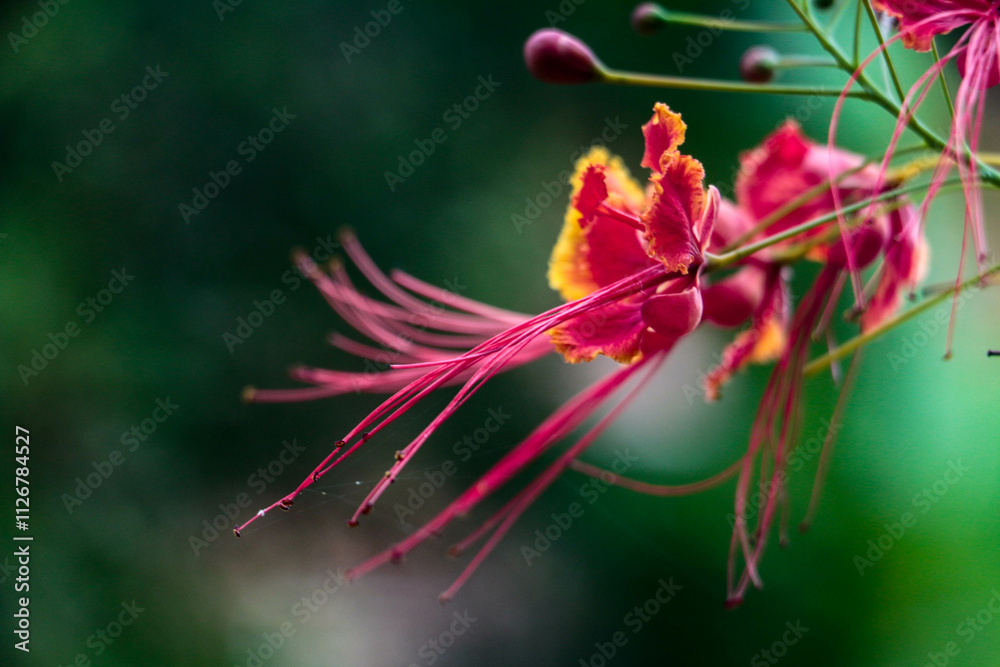 Close-up view of blooming Caesalpinia (Red Flower) flower with blurred background Close-up view of blooming Caesalpinia (Red Flower) flower with blurred background