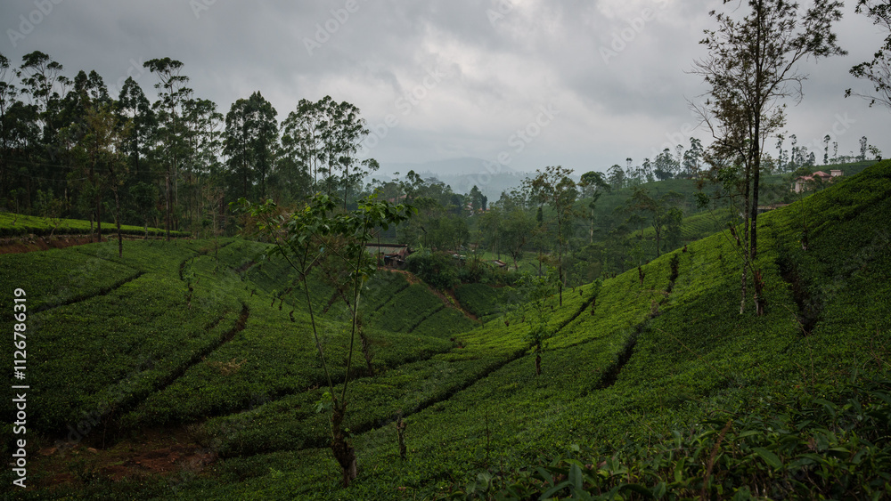 Naklejka premium Teepflanzen