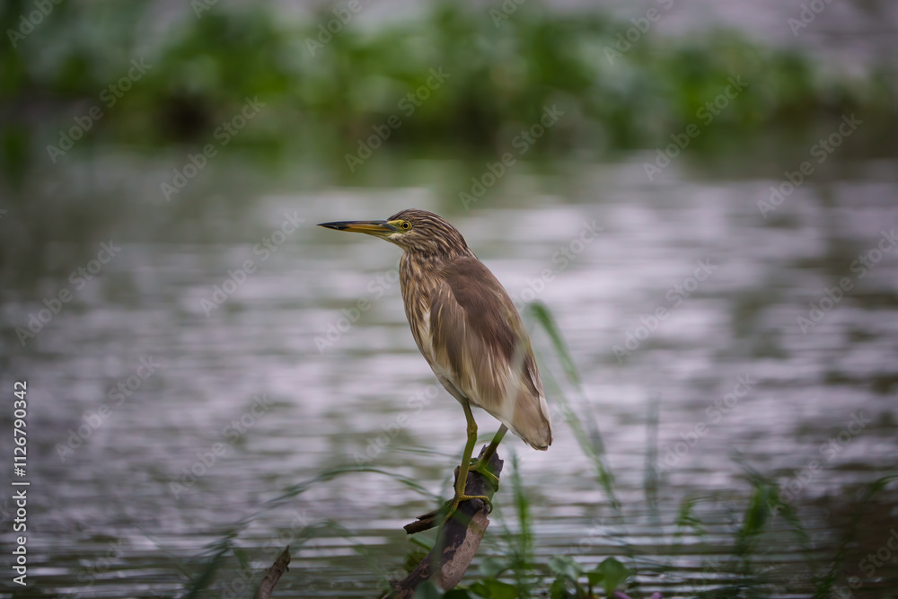 Paddyreiher Paddyreiher