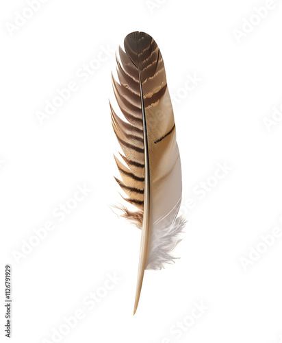 feather on white background