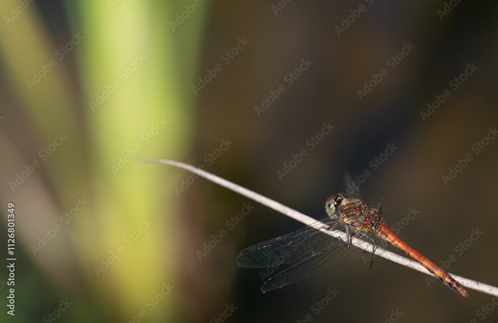 Close-up of a red dragonfly sitting on a branch. The insect is looking at bright lights rising upwards. Close-up of a red dragonfly sitting on a branch. The insect is looking at bright lights rising upwards.