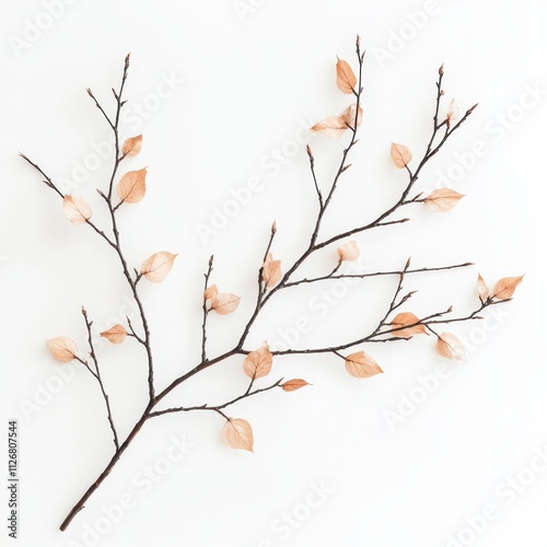 A delicate branch with thin twigs and light-colored leaves, artistically arranged against a white background, evoking a serene natural aesthetic.