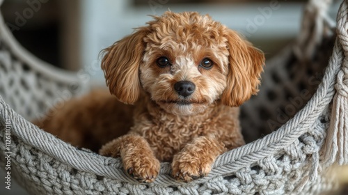 A relaxed mini red poodle resting on a cozy macramé bed against a dark background