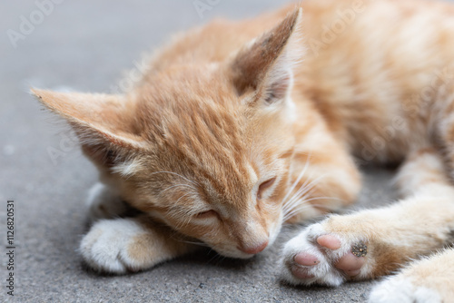 Lovely Chinese garden cat photo