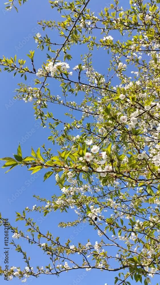 Spring blossoms in a park. White flowers on tree branches. Spring blossoms in a park. White flowers on tree branches.