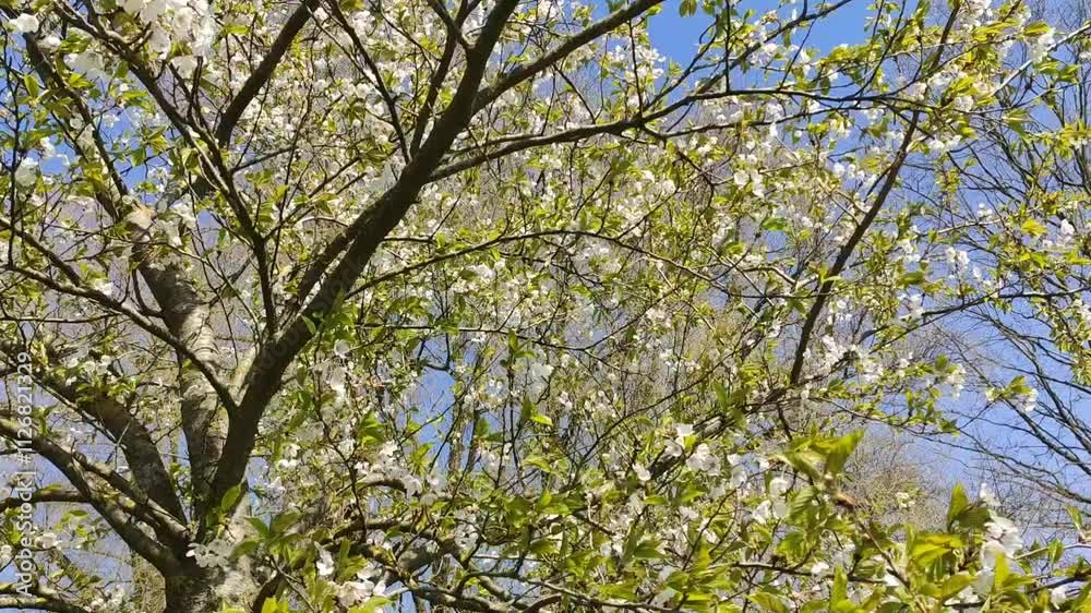 Spring blossoms in a park. White flowers on tree branches. Spring blossoms in a park. White flowers on tree branches.