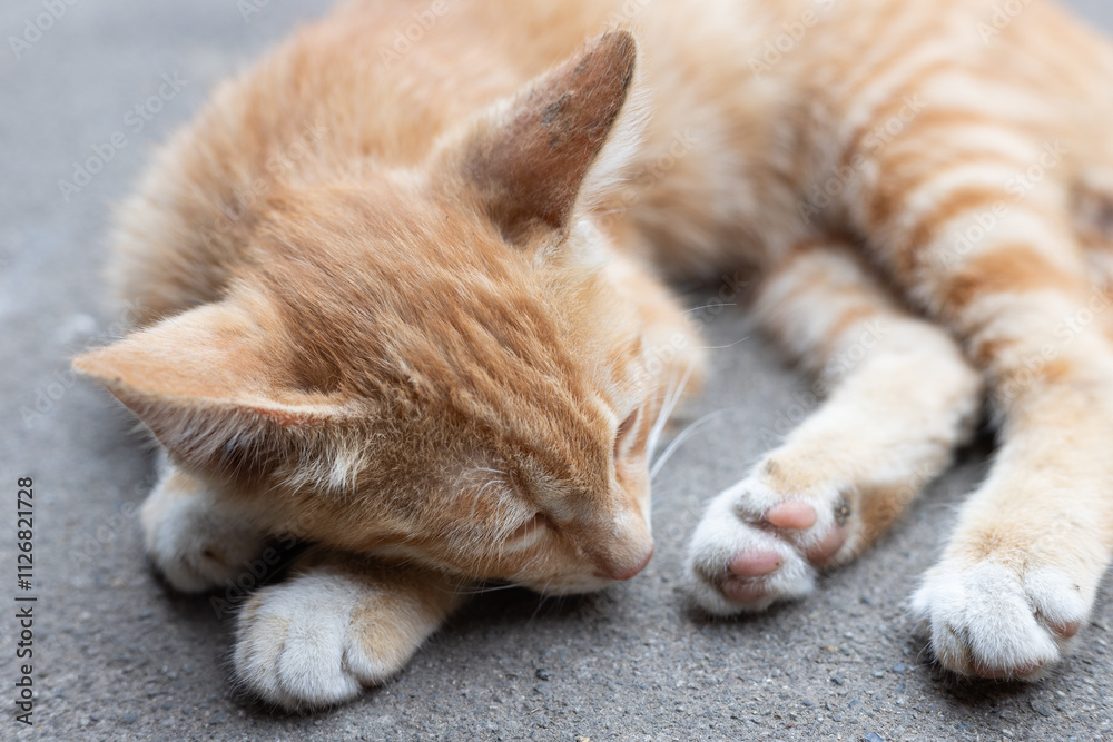 Lovely Chinese garden cat