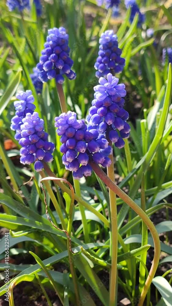 Muscari flowers in a spring garden. Grape-hyacinth plants flowering. Blue wildflowers. Muscari flowers in a spring garden. Grape-hyacinth plants flowering. Blue wildflowers.