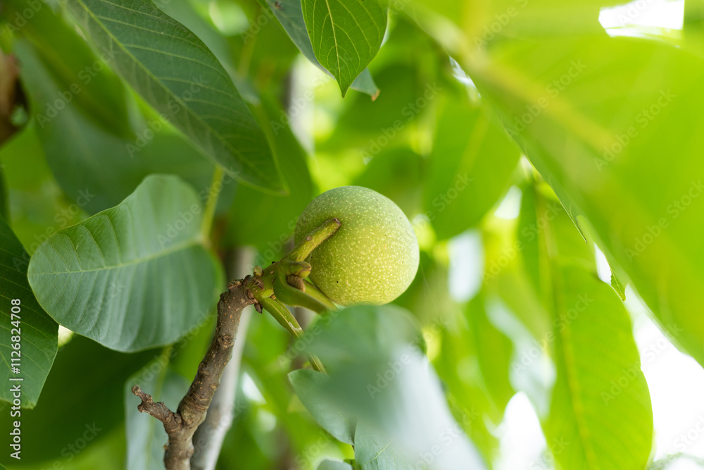 The walnut fruit on the walnut tree The walnut fruit on the walnut tree