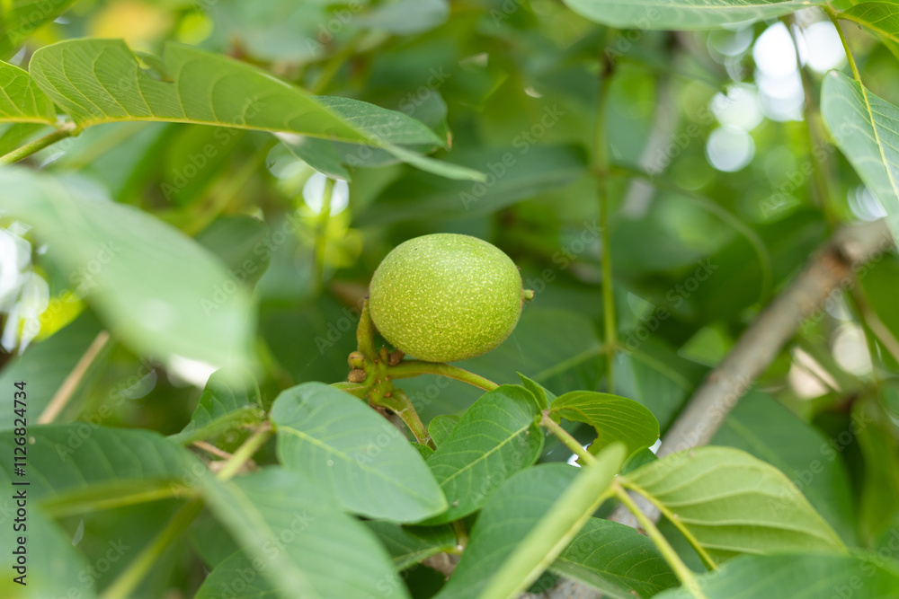 The walnut fruit on the walnut tree The walnut fruit on the walnut tree