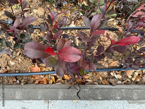 Fraser photinia, red tops (Photinia x fraseri), Vibrant red green leaves. close up Red tip photinia and Christmas berry, is rose family, Rosaceae. It is a hybrid between glabra and serratifolia.
 photo