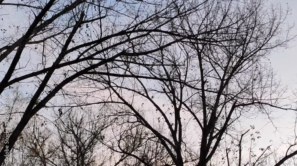 Bare tree branches on gloomy sky background. Bare tree branches on gloomy sky background.