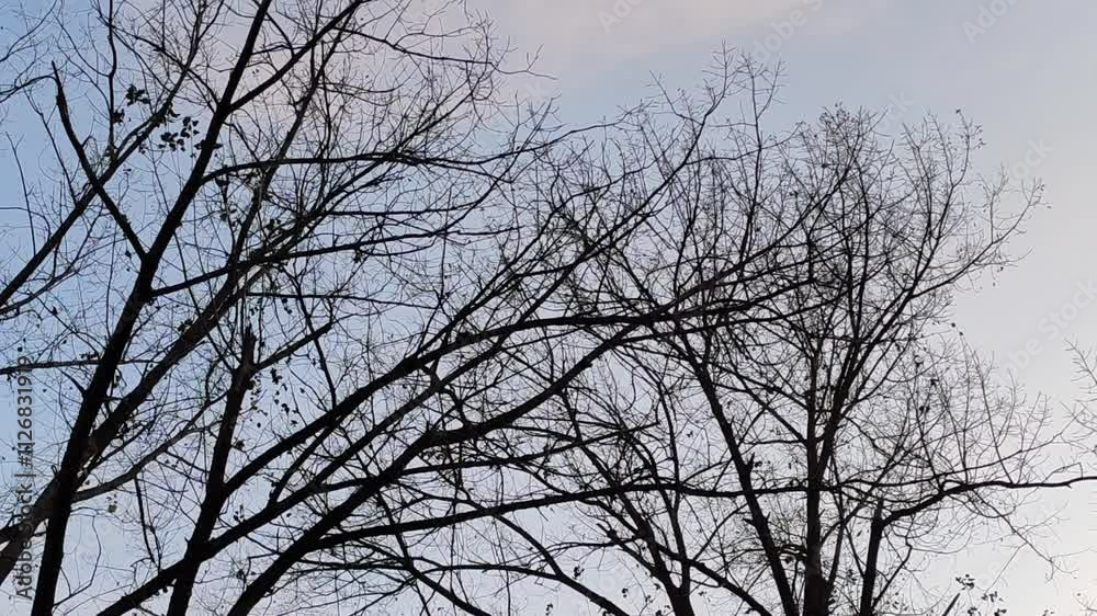 Bare tree branches on gloomy sky background. Bare tree branches on gloomy sky background.