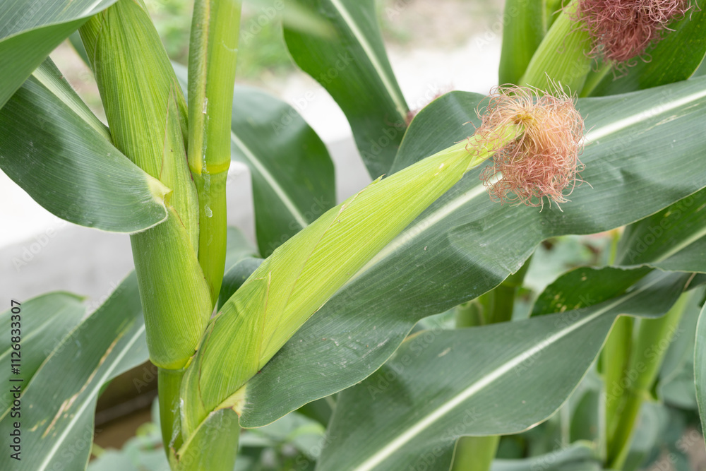 Obraz premium Corn crop