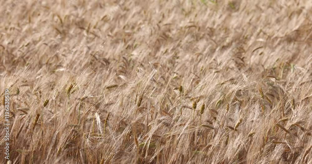 Golden wheat spikes swaying in the wind in aunder the bright sunlight, with blurred background Golden wheat spikes swaying in the wind in aunder the bright sunlight, with blurred background