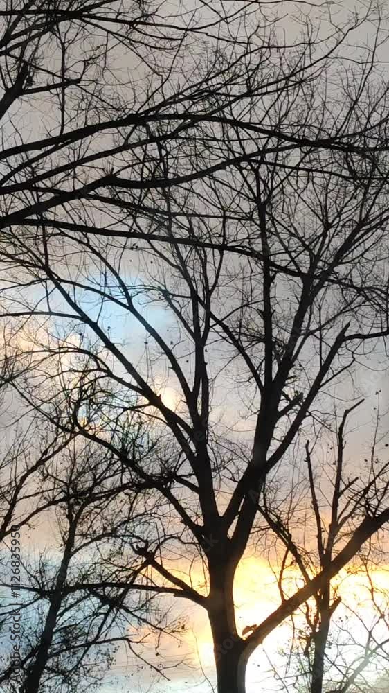 Bare tree branches on gloomy sky background. Bare tree branches on gloomy sky background.