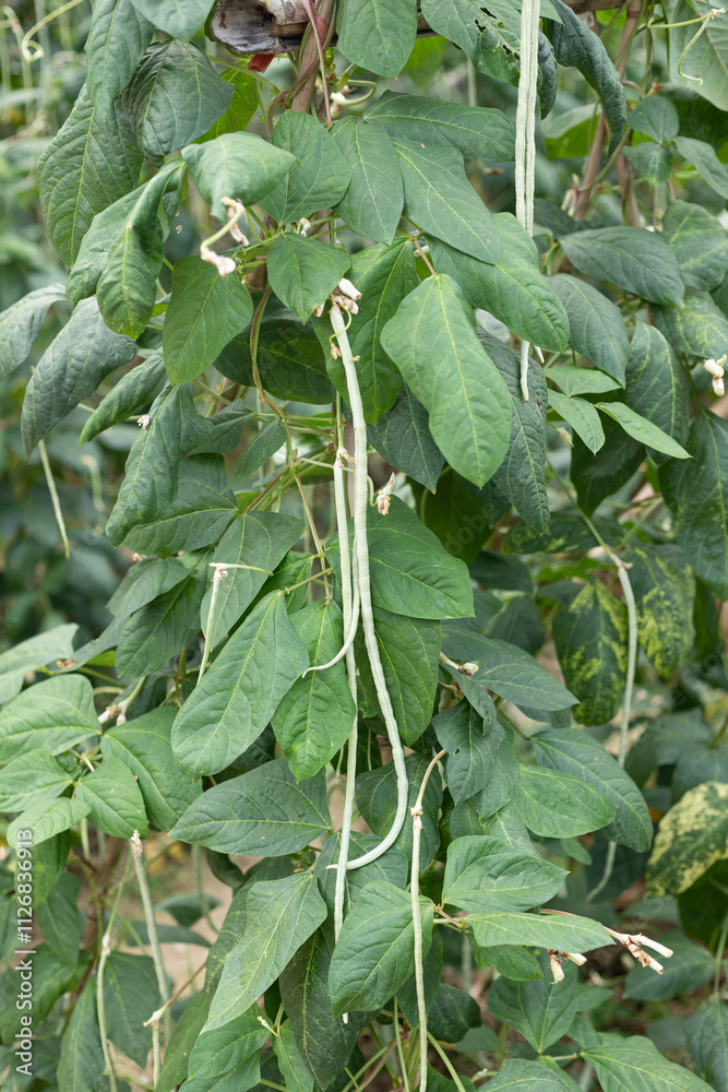 Obraz premium Lush cowpea vegetable crops