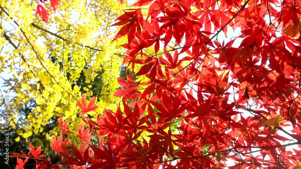 Red maple trees and golden ginkgo trees in the park in autumn