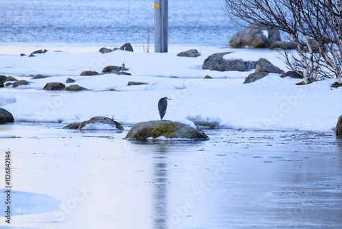 Airone su una roccia tra i fiordi delle isole Vesteralen. Norvegia del nord. photo