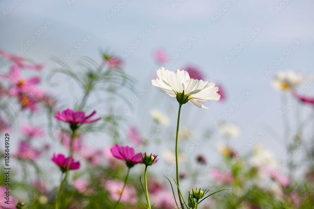 Cosmos field at Jim Thompson Farm, Nakhon Ratchasima Thailand, including other beautiful flowers and important exhibitions held every year in December.
Cosmos field at Jim Thompson Farm, Nakhon Ratchasima Thailand, including other beautiful flowers and important exhibitions held every year in December.