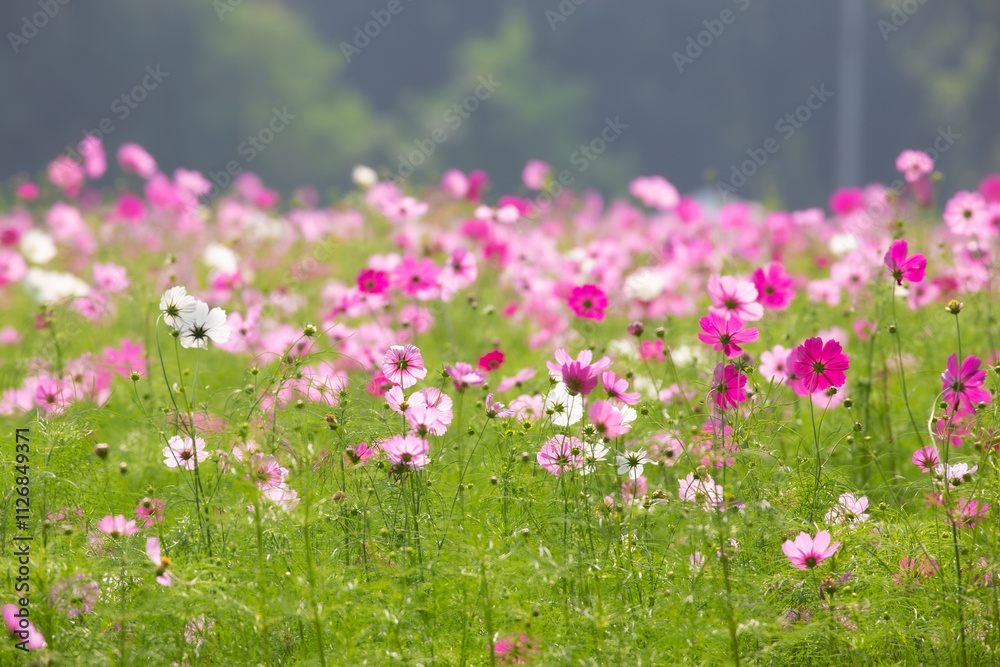 Cosmos field at Jim Thompson Farm, Nakhon Ratchasima Thailand, including other beautiful flowers and important exhibitions held every year in December.
Cosmos field at Jim Thompson Farm, Nakhon Ratchasima Thailand, including other beautiful flowers and important exhibitions held every year in December.