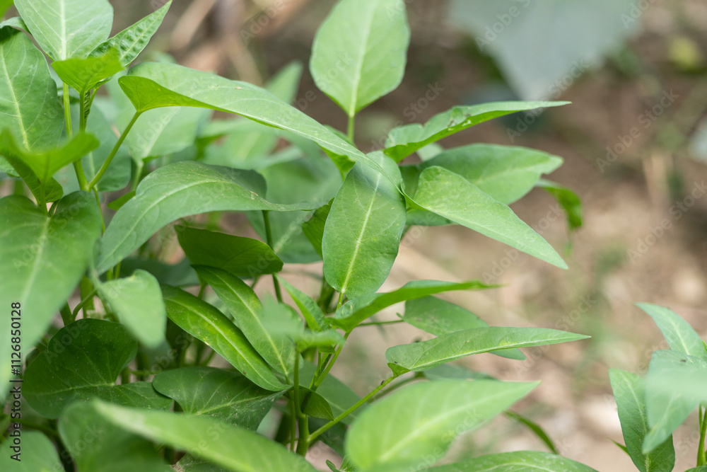 Green water spinach Green water spinach