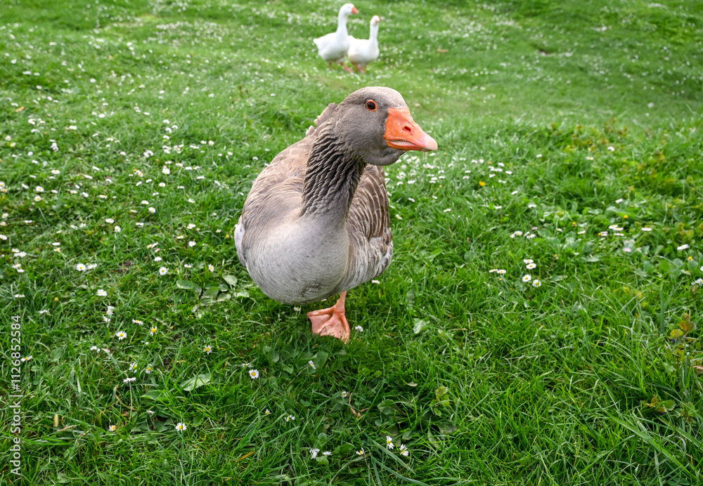 Geese and ducks. Male duck and goose by the river. Poultry farming. Domestic geese. Geese and ducks. Male duck and goose by the river. Poultry farming. Domestic geese.