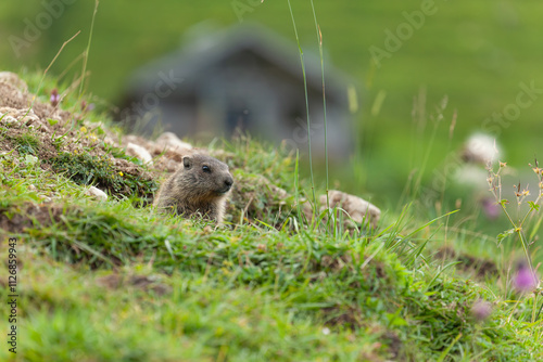 junges Alpenmurmeltier (marmota marmota) schaut aus seinem Tunneleingang heraus. In Kleinzemmalm, Österreich. Berghütte im Hintergrund. photo