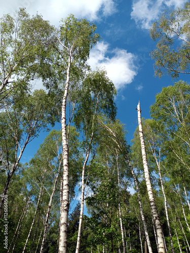 Birkenwald im Sommer vor blauem Himmel mit weißen Wolken im Nordpfälzer Bergland in der Nähe des Potzberg in Rheinland-Pfalz. 