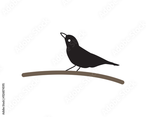 blackbird on a branch