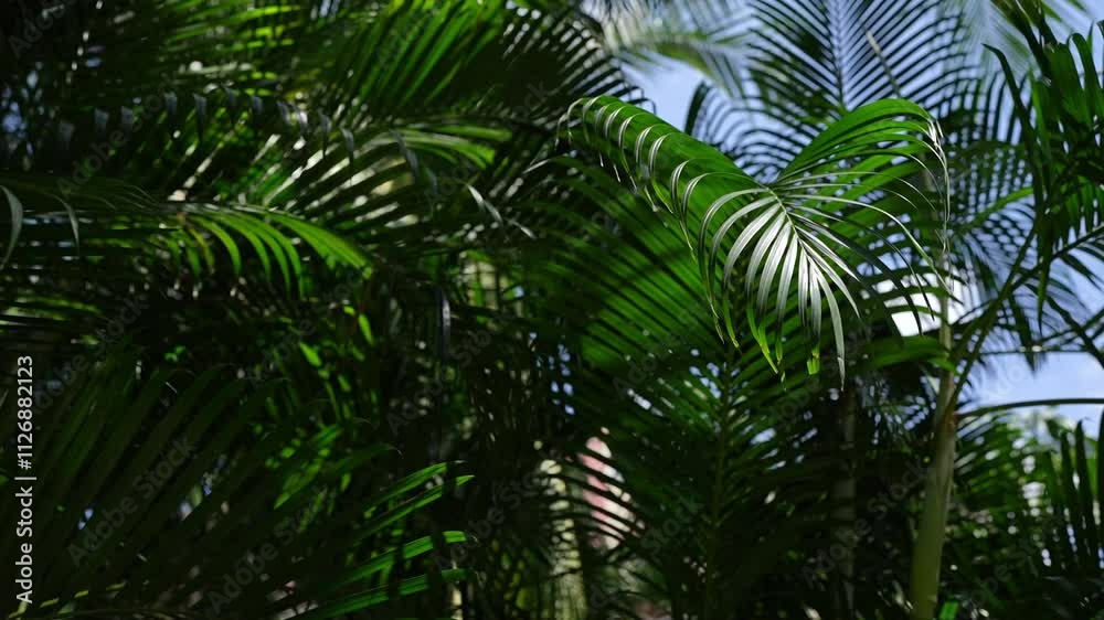 Vibrant and Lush Tropical Leaves and Foliage with Bright Green Hues in a Pristine Environment Vibrant and Lush Tropical Leaves and Foliage with Bright Green Hues in a Pristine Environment