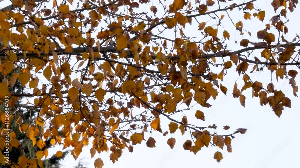 Golden leaves drift gently from branches under a blue sky. Golden leaves drift gently from branches under a blue sky.