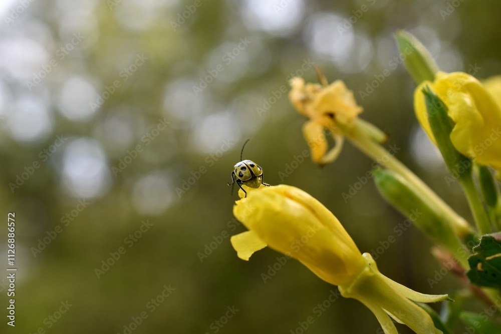 Asian yellow lady beetle on a yellow flower Asian yellow lady beetle on a yellow flower